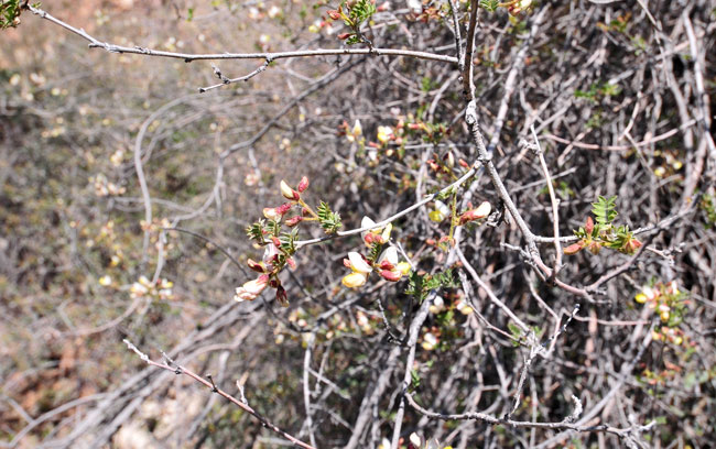 Rosary Babybonnets is rare in the United States; found only in central, southern and southwestern parts of Arizona. It is also native to Baja California south into northern and central Mexico. Coursetia glandulosa